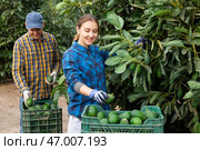 Smiling farmers picking avocados in fruit farm. Стоковое фото, фотограф Яков Филимонов / Фотобанк Лори