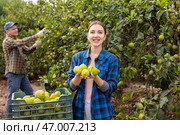 Delighted farmers picking lemons in fruit farm. Стоковое фото, фотограф Яков Филимонов / Фотобанк Лори
