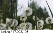 Close up of fluffy dandelion on blurred green grass background. Стоковое фото, фотограф David Kashakhi / Фотобанк Лори