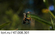 Close up of a spider killing its victim, rolling up in a web. Стоковое фото, фотограф David Kashakhi / Фотобанк Лори