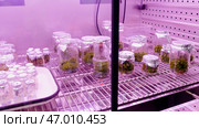 Fridge at the laboratory with empty flasks and green plants. Стоковое фото, фотограф David Kashakhi / Фотобанк Лори