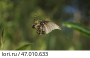 Spider fights with butterfly in summer meadow. Стоковое фото, фотограф David Kashakhi / Фотобанк Лори
