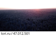 The highest fir trees standing at sunset and frozen from subzero weather and snow. Стоковое фото, фотограф David Kashakhi / Фотобанк Лори