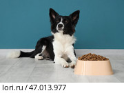 Милый бордер-колли и миска с сухим кормом возле синей стены. Стоковое фото, фотограф Pixel_shot / Фотобанк Лори