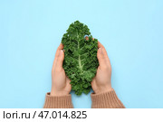 Женские руки со свежим листом капусты кейл на синем фоне. Стоковое фото, фотограф Pixel_shot / Фотобанк Лори
