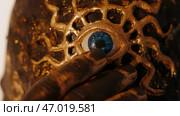 Man touching face with golden finger, metal elements, concept of grimm and cosplay. Стоковое фото, фотограф David Kashakhi / Фотобанк Лори