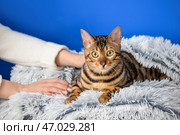 Хозяин дома с милым котиком. Стоковое фото, фотограф Pixel_shot / Фотобанк Лори