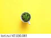 Свежий пырей в чашке на цветном фоне. Стоковое фото, фотограф Pixel_shot / Фотобанк Лори