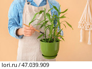 Садовница с комнатным растением в сарае. Стоковое фото, фотограф Pixel_shot / Фотобанк Лори
