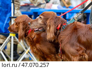 Portrait of two red Irish setters: older and younger. Стоковое фото, фотограф Евгения Глинская / Фотобанк Лори