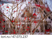 Ветки с красными ягодами на фоне зимнего пейзажа. Стоковое фото, фотограф Мулык Виталий / Фотобанк Лори
