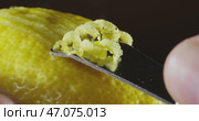 Zesting a Fresh Lemon is Essential for Creating Flavorful Culinary Delights in Your Dishes. Стоковое видео, видеограф Владимир Ковальчук / Фотобанк Лори