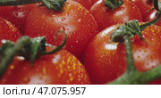 Fresh, ripe red tomatoes adorned with glistening water droplets resting on their vine. Стоковое видео, видеограф Владимир Ковальчук / Фотобанк Лори