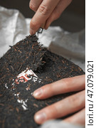 Carefully Unpacking the Premium Loose Leaf Black Tea for Maximum Enjoyment and Taste. Стоковое фото, фотограф David Kashakhi / Фотобанк Лори