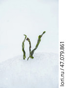 Resilient green shoots are emerging beautifully from the cold, white snowfilled landscape. Стоковое фото, фотограф David Kashakhi / Фотобанк Лори