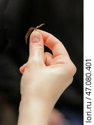 A Hand Grasping a Small Object is the Central Focus of This Artistic Composition. Стоковое фото, фотограф David Kashakhi / Фотобанк Лори