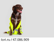 Милая собака в светоотражающем жилете на светлом фоне. Стоковое фото, фотограф Pixel_shot / Фотобанк Лори