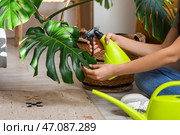 Женские руки распыляют воду на комнатное растение монстера дома. Стоковое фото, фотограф Pixel_shot / Фотобанк Лори