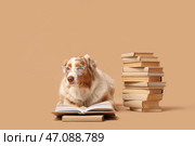 Милый австралийский овчар в очках с книгами на бежевом фоне. Стоковое фото, фотограф Pixel_shot / Фотобанк Лори