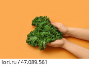 Женские руки с свежими листьями капусты кейл на оранжевом фоне. Стоковое фото, фотограф Pixel_shot / Фотобанк Лори