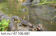 Red eared turtles swim in the pond and crawl by the water. Group of turtles Trachemys scripta in a pond. Стоковое видео, видеограф Мария Паина / Фотобанк Лори