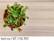 Dionaea muscipula на светлом деревянном фоне. Стоковое фото, фотограф Pixel_shot / Фотобанк Лори