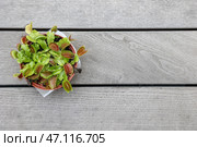 Dionaea muscipula на светлом деревянном фоне, вид сверху. Стоковое фото, фотограф Pixel_shot / Фотобанк Лори