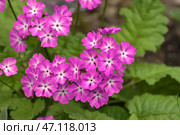 Primula sieboldii - an early spring flower, primrose. Стоковое фото, фотограф Володина Ольга / Фотобанк Лори