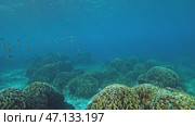 Underwater corals world of Similan islands. Стоковое видео, видеограф Михаил Коханчиков / Фотобанк Лори