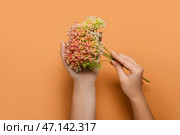 Женские руки и красивые цветы на оранжевом фоне. Стоковое фото, фотограф Pixel_shot / Фотобанк Лори