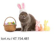 Милый шотландский вислоухий кот в кроличьих ушах с пасхальными яйцами и кроликами на белом фоне. Стоковое фото, фотограф Pixel_shot / Фотобанк Лори
