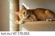 Ginger cat is basking in sun. Red kitten lying on wooden shelf. Pet resting. Стоковое AI-изображение, AI-художник Ирина / Фотобанк Лори