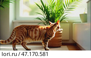 Palm trees safe for cats frame feline curiosity, tropical greenery adding exotic touch to biophilic scenes, harmonious coexistence of pets and plants emphasized. Стоковое AI-видео, аниматор Анна Маркина / Фотобанк Лори