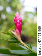 Alpinia purpurea, a bright pink tropical flower in the garden. Стоковое фото, фотограф Коханова Наталья / Фотобанк Лори