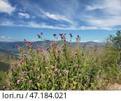 View on Altai valley from mountain pass Chike-Taman. Cirsium bushes are on foreground. Стоковое фото, фотограф Сергей Пристяжнюк (Serg Zastavkin) / Фотобанк Лори