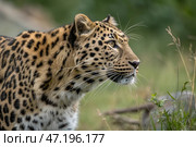 A closeup photo of an amur leopard. Panthera pardus orientalis. Amur or East Siberian leopard. Rare and endangered animals, on the verge of extinction. portrait of a large feline beast. Стоковое AI-изображение, AI-художник Анна Сивакова / Фотобанк Лори