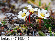Цветущая диапенсия (Diapensia obovata). Растения тундры. Цветы, растущие в дикой природе в Арктике. Дикие цветы полярного региона. Северная природа Чукотки и Сибири. Дальний Восток России. Крупный план. Стоковое фото, фотограф Андрей Степанов / Фотобанк Лори