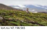 Большой песочник (Calidris tenuirostris). Дикая птица в естественной среде обитания в арктической тундре. Июль на Крайнем Севере. Дикая природа Сибири и Дальнего Востока России. Чукотка, Россия. Малая глубина резкости. Размытый фон. Стоковое фото, фотограф Андрей Степанов / Фотобанк Лори