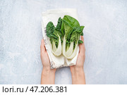 Женские руки со свежей капустой пак-чой на светлом фоне. Стоковое фото, фотограф Pixel_shot / Фотобанк Лори