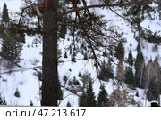 Зимний лес с хвойными деревьями в горах Алматы. Стоковое фото, фотограф Евгений Митрофанов / Фотобанк Лори