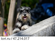 A sunlit dog of the Standard Schnauzer breed leaned on the curb and looks ahead. Стоковое фото, фотограф Екатерина Лызлова / Фотобанк Лори