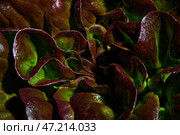 Leaves of red butterhead lettuce, Lactuca sativa, close up. Background butterhead lettuce. Стоковое фото, фотограф Екатерина Лызлова / Фотобанк Лори