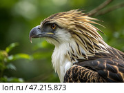 Wildlife photography, close up of Philippine eagle. Rare or endangered animals and birds. critically endangered species of eagle which is endemic to forests in the Philippines. Стоковое AI-изображение, AI-художник Анна Сивакова / Фотобанк Лори