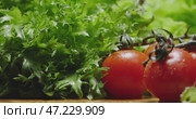 Freshly picked Tomatoes and Crisp, vibrant Lettuce arranged beautifully on Wooden Surface. Стоковое видео, видеограф Владимир Ковальчук / Фотобанк Лори