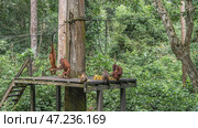 Monkeys gathered for feeding on a boardwalk, eating fruits. Mother orangutan hugs baby. Ropes are stretched between the trees. Lush green vegetation of the rainforest. Malaysia. Borneo. Sandakan. (2023 год). Стоковое фото, фотограф Вера Ивановна Кубарева / Фотобанк Лори