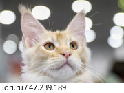 Кот породы мейн-кун. Стоковое фото, фотограф Артем Геодакян / ТАСС / Фотобанк Лори