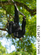 Siamang, Symphalangus syndactylus. Стоковое фото, фотограф Александр Подшивалов / Фотобанк Лори