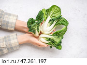 Женские руки со свежей капустой пак-чой на светлом фоне. Стоковое фото, фотограф Pixel_shot / Фотобанк Лори