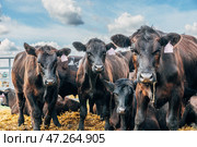 Black Angus calves in the open air. Стоковое фото, фотограф Ольга Сейфутдинова / Фотобанк Лори