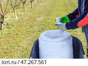A farmer collects mineral granulated nitrogen fertilizers from a bag to feed trees in an orchard in spring. Fertilizing and caring for the garden. Стоковое фото, фотограф Коханова Наталья / Фотобанк Лори